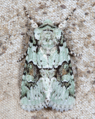 Lacinipolia implicata