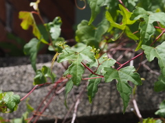 Ampelopsis glandulosa heterophylla