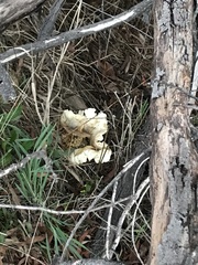 Omphalotus nidiformis