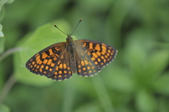 Melitaea celadussa