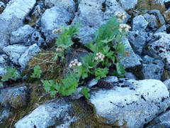 Petasites frigidus