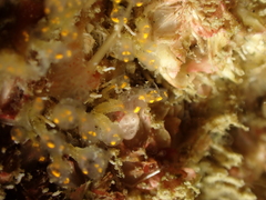 Pycnoclavella aurilucens