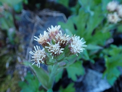 Petasites frigidus
