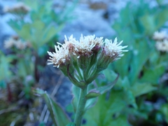 Petasites frigidus