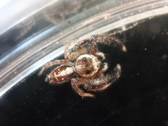 Thyene imperialis