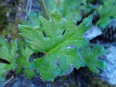 Petasites frigidus