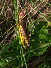 Stethophyma lineatum