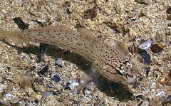 Gobius bucchichi