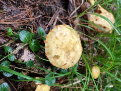 Suillus americanus