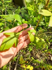 Nabalus trifoliolatus