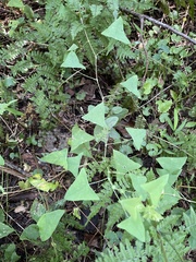 Persicaria perfoliata
