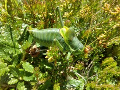 Polysarcus denticauda