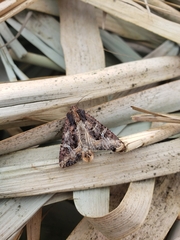 Helotropha reniformis