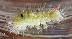 Calliteara pudibunda