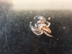 Thyene imperialis