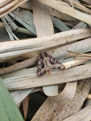 Helotropha reniformis