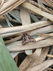 Helotropha reniformis