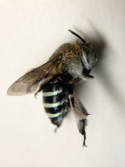 Zonamegilla