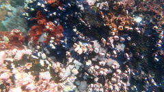 Megabalanus