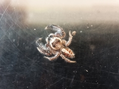 Thyene imperialis