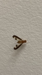Toxonevra superba