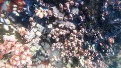 Megabalanus