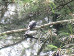 Dicrurus leucophaeus