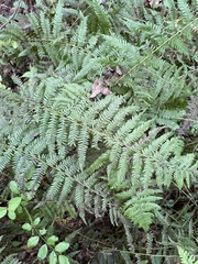 Thelypteris palustris