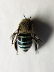 Zonamegilla