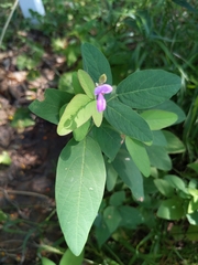 Desmodium canadense