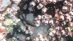 Ophioblennius steindachneri