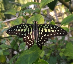 Graphium agamemnon