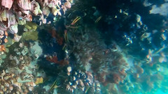 Thalassoma lucasanum