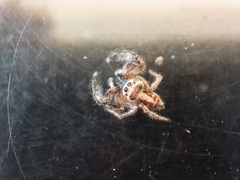 Thyene imperialis