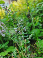 Odontites vulgaris