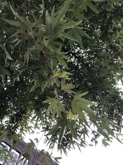 Platanus orientalis