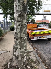 Platanus orientalis