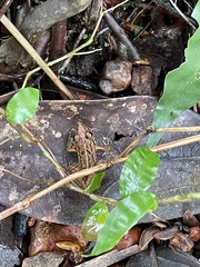 Fejervarya limnocharis