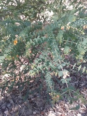 Pultenaea spinosa