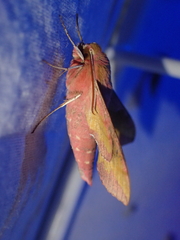 Deilephila porcellus