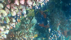 Thalassoma lucasanum