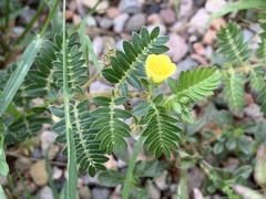 Tribulus