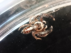 Thyene imperialis