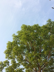Aesculus chinensis