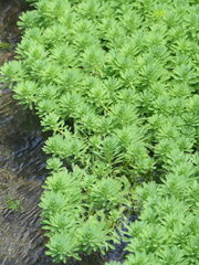 Myriophyllum aquaticum