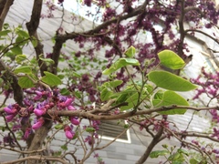 Cercis chinensis
