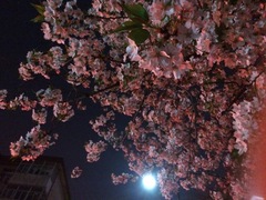 Prunus serrulata