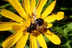 Eristalis rupium