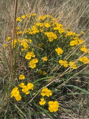 Psilostrophe gnaphalodes