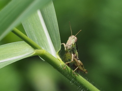 Pseudoxya